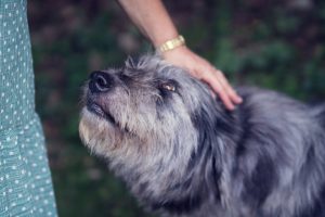 Día Mundial del Perro